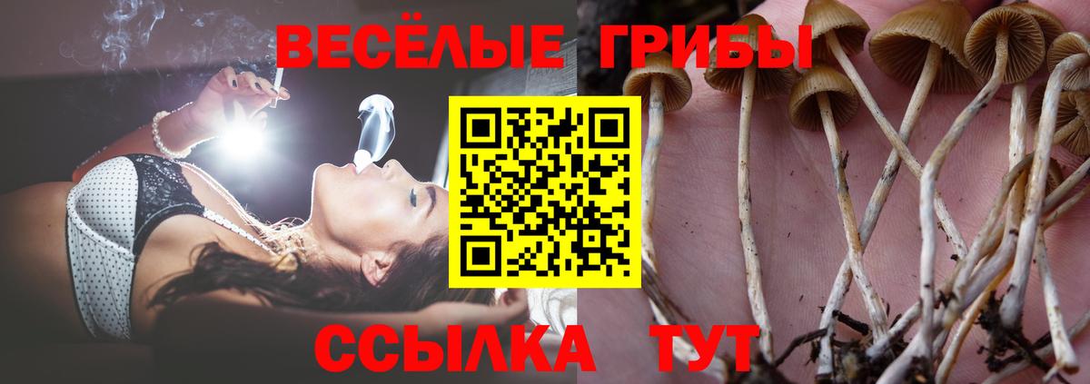 Псилоцибиновые грибы Psilocybe  Вход с VPN  Луховицы  что такое   Псилоцибиновые грибы прущие грибы 